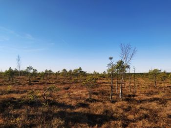 Trees on field against blue sky