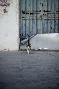 View of a dog on wall