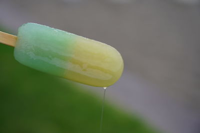 Close-up of yellow flower growing on plant