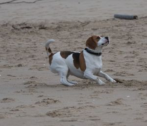 Dog on sand at beach