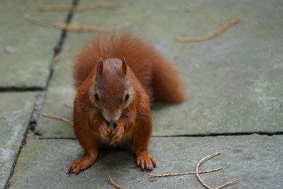 Close-up of squirrel on footpath