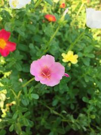 Close-up of pink flower