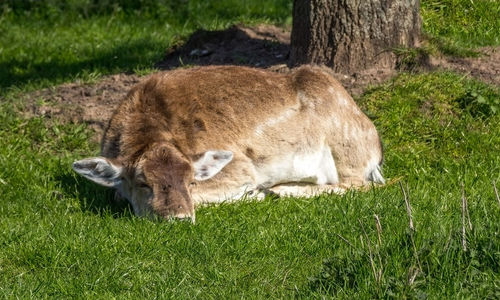 Sheep relaxing on field