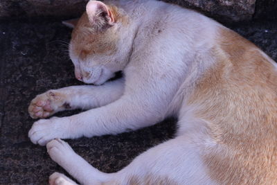 Close-up of cat sleeping