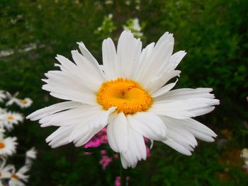 Close-up of white daisy blooming outdoors