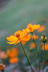 Close-up of orange cosmos flower