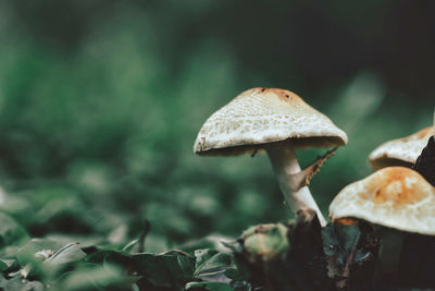 Close-up of mushroom growing on land