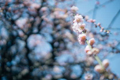 Low angle view of cherry blossom on tree