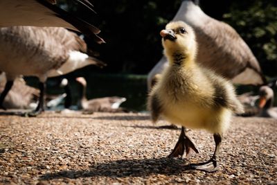 Gosling against geese on field