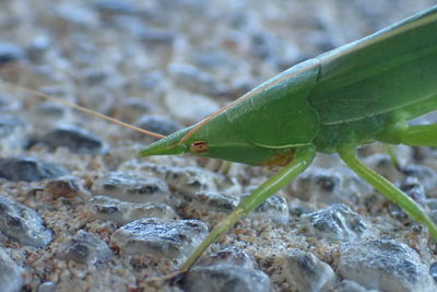 Close-up of lizard