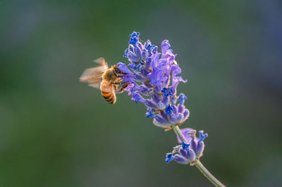 Close-up of bee pollinating on purple flower