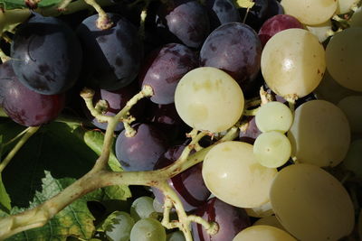 Full frame shot of grapes