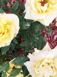 Close-up of rose bouquet