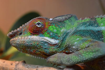 Close-up of a lizard