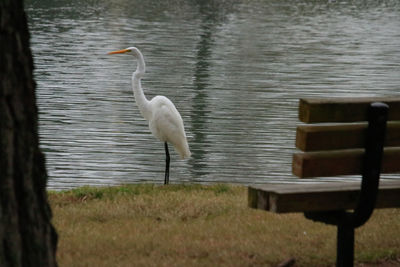 View of birds in lake