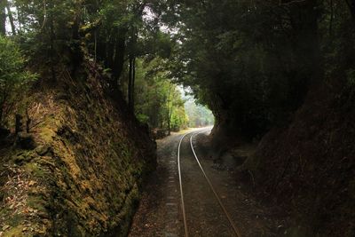 Railroad track amidst trees