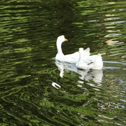 Swan swimming in lake