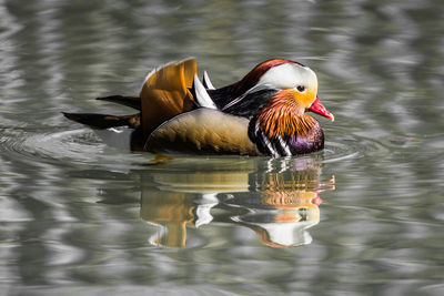 Duck swimming in lake