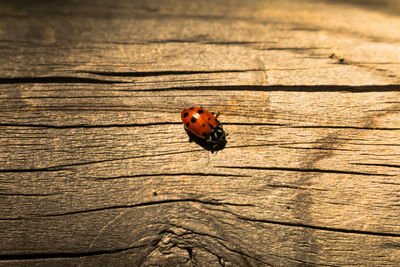 Close-up of ladybug on wood