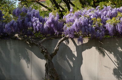 Flowers growing on tree