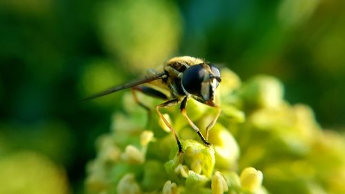 Close-up of insect on plant