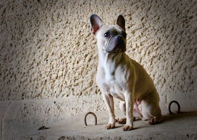 Portrait of a dog sitting on wall