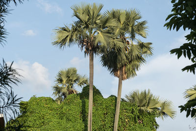A picture of a beautiful jungle where some palm trees in the skyscraper standing, beauty of nature