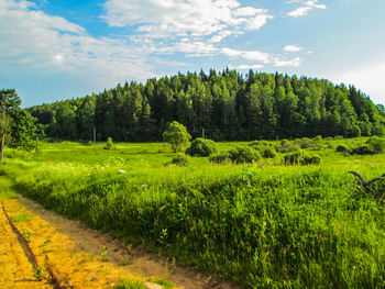 Scenic view of trees on field against sky