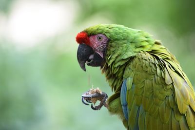 Close-up of parrot perching on leaf