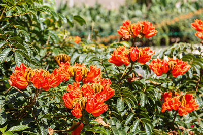 Orange flowers blooming outdoors