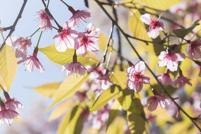 Close-up of pink cherry blossoms