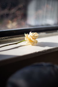 Close-up of white flower on table