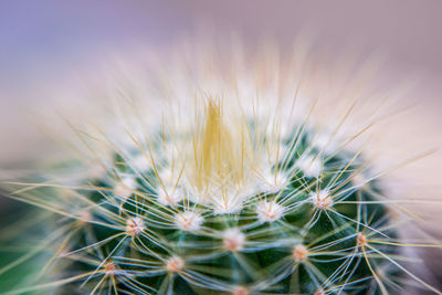 Close-up of cactus