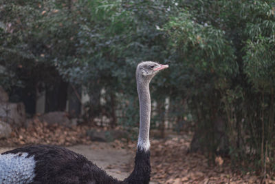 Close-up of a bird