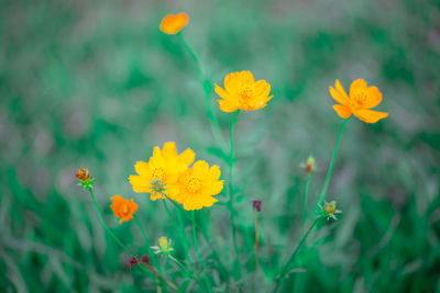 Close-up of yellow flowering plant on field