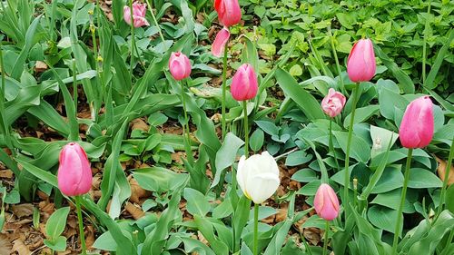 Full frame shot of pink flowers blooming in park