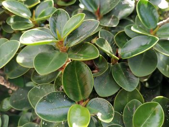 High angle view of plant