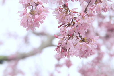 Close-up of pink cherry blossoms in spring