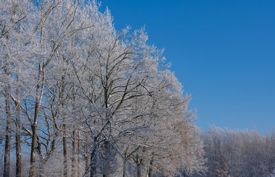 Low angle view of trees against clear blue sky