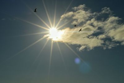 Low angle view of birds flying in sky