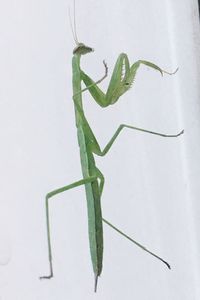 Close-up of grasshopper