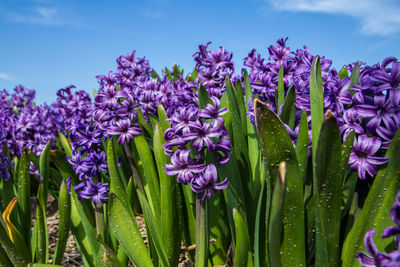 Close-up of purple flowering plants on field