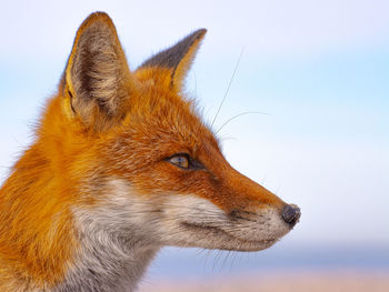 Close-up of fox against sky