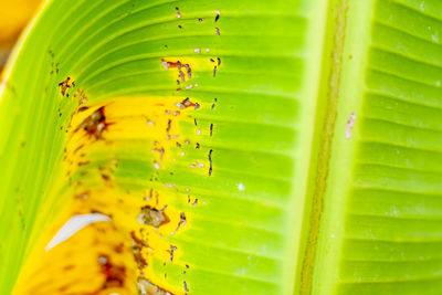 Macro shot of green leaves on plant