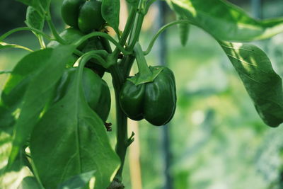 Close-up of paprika hanging on plant