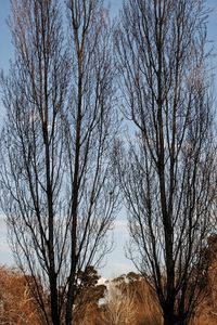 Bare trees against clear sky during winter