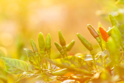 Close-up of yellow flowers on field