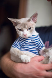 Cat holding hands at home