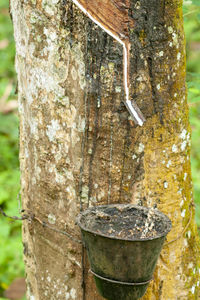 Close-up of lizard on tree trunk in forest
