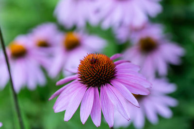 Close-up of pink flower